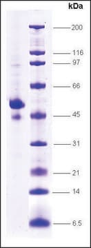 p53 (1-363) C-terminal deletion human recombinant, expressed in insect cells, &#8805;80% (SDS-PAGE)