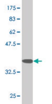 Monoclonal Anti-RHOG, (C-terminal) antibody produced in mouse clone 2E6, purified immunoglobulin, buffered aqueous solution