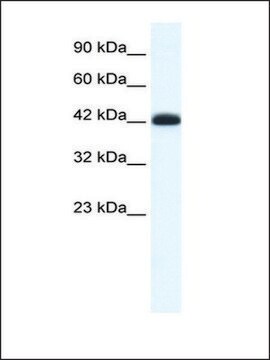 Anti-SLC2A4RG antibody produced in rabbit affinity isolated antibody