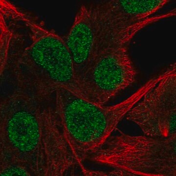 Anti-HTR2B antibody produced in rabbit Prestige Antibodies&#174; Powered by Atlas Antibodies, affinity isolated antibody