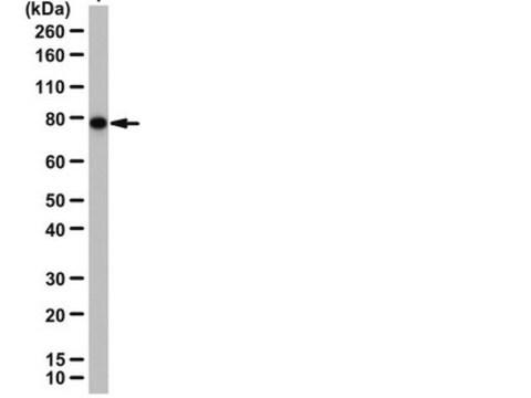 Anti-Unc84B/SUN2 Antibody 0.5&#160;mg/mL, from rabbit