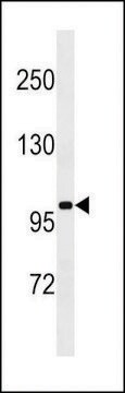 ANTI-SLN13(C-TERMINAL) antibody produced in rabbit affinity isolated antibody, buffered aqueous solution