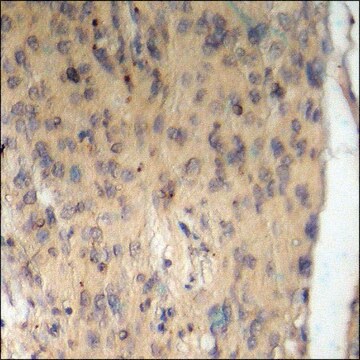 Anti-phospho-BAD (pSer134) antibody produced in rabbit affinity isolated antibody