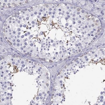 Anti-MC5R antibody produced in rabbit Prestige Antibodies&#174; Powered by Atlas Antibodies, affinity isolated antibody, buffered aqueous glycerol solution