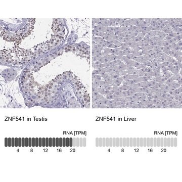 Anti-ZNF541 Prestige Antibodies&#174; Powered by Atlas Antibodies, affinity isolated antibody