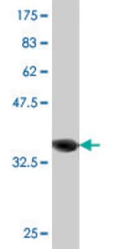 Monoclonal Anti-RAB21, (C-terminal) antibody produced in mouse clone 1G4, purified immunoglobulin, buffered aqueous solution