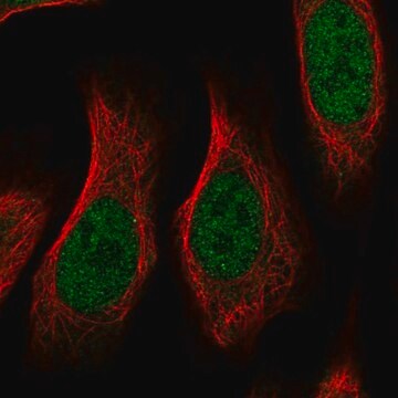 Anti-RGMA antibody produced in rabbit Prestige Antibodies&#174; Powered by Atlas Antibodies, affinity isolated antibody