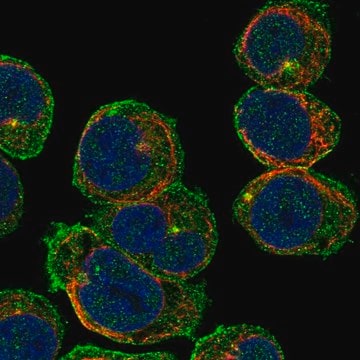 Anti-Cep63 Antibody Produced In Rabbit Prestige Antibodies&#174; Powered by Atlas Antibodies, affinity isolated antibody, buffered aqueous glycerol solution