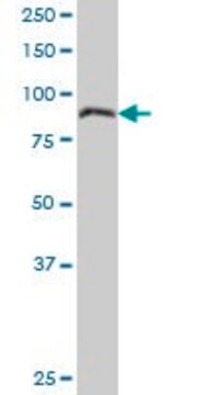 Anti-LEPRE1, (N-terminal) antibody produced in mouse purified immunoglobulin, buffered aqueous solution