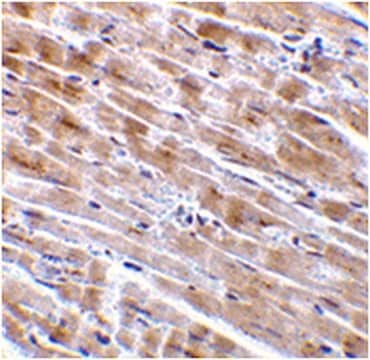 Anti-CTRP3 Antibody from rabbit, purified by affinity chromatography