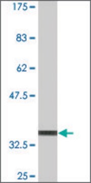 Monoclonal Anti-TREX1, (N-terminal) antibody produced in mouse clone 1B1, purified immunoglobulin, buffered aqueous solution