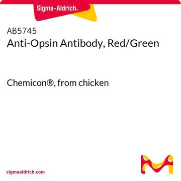 Anticuerpo anti-opsina, rojo/verde Chemicon&#174;, from chicken