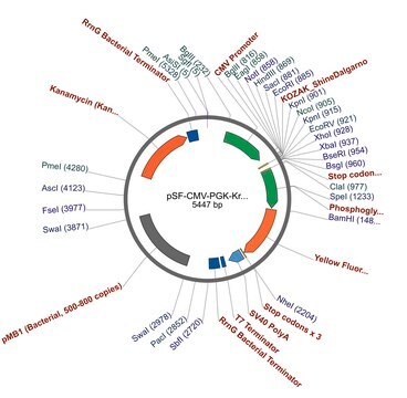 PSF-CMV-PGK-KRYFP - YFP MAMMALIAN PGK PROMOTER PLASMID plasmid vector for molecular cloning