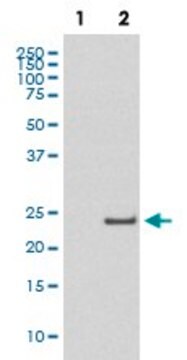 Monoclonal Anti-CDC42 (phospho S71) antibody produced in rabbit clone IBB-3