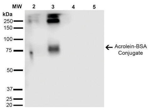 Monoclonal Anti-Acrolein-FITC antibody produced in mouse clone 2H2