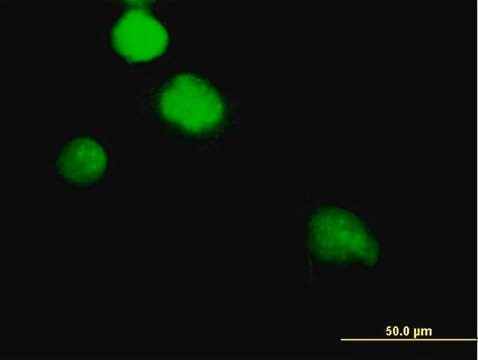 Anti-NEK2 antibody produced in mouse purified immunoglobulin, buffered aqueous solution