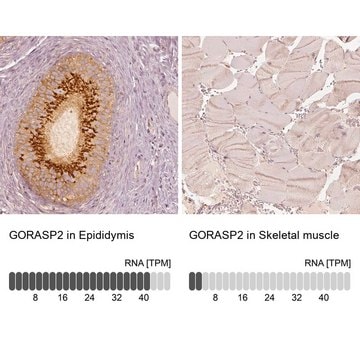 Anti-GORASP2 antibody produced in rabbit Prestige Antibodies&#174; Powered by Atlas Antibodies, affinity isolated antibody, buffered aqueous glycerol solution