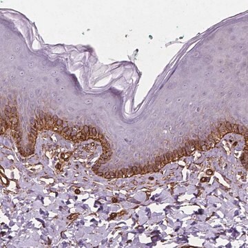 Anti-EGFL8 antibody produced in rabbit Prestige Antibodies&#174; Powered by Atlas Antibodies, affinity isolated antibody, buffered aqueous glycerol solution