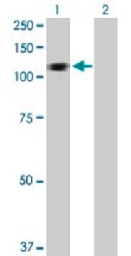 Anti-HERC3 antibody produced in rabbit purified immunoglobulin, buffered aqueous solution