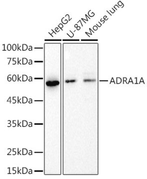 Anti-ADRA1A Antibody, clone 4G10W8, Rabbit Monoclonal