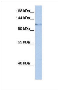 Anti-HELLS antibody produced in rabbit affinity isolated antibody