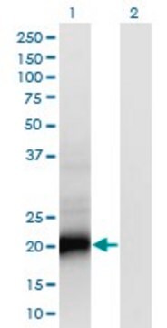 Monoclonal Anti-SMUG1 antibody produced in mouse clone 4D5, purified immunoglobulin, buffered aqueous solution