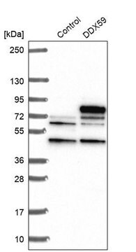 Anti-DDX59 antibody produced in rabbit Prestige Antibodies&#174; Powered by Atlas Antibodies, affinity isolated antibody, buffered aqueous glycerol solution