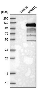 Anti-MASTL antibody produced in rabbit Prestige Antibodies&#174; Powered by Atlas Antibodies, affinity isolated antibody, buffered aqueous glycerol solution