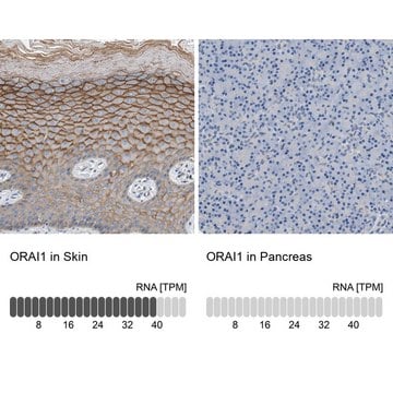 Anti-ORAI1 antibody produced in rabbit Prestige Antibodies&#174; Powered by Atlas Antibodies, affinity isolated antibody, buffered aqueous glycerol solution