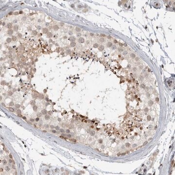 Anti-CEP295NL antibody produced in rabbit Prestige Antibodies&#174; Powered by Atlas Antibodies, affinity isolated antibody, buffered aqueous glycerol solution, ab3