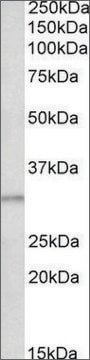 Anti-AES (N-terminal) antibody produced in goat affinity isolated antibody, buffered aqueous solution