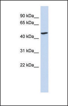 Anti-BTNL3, (N-terminal) antibody produced in rabbit affinity isolated antibody