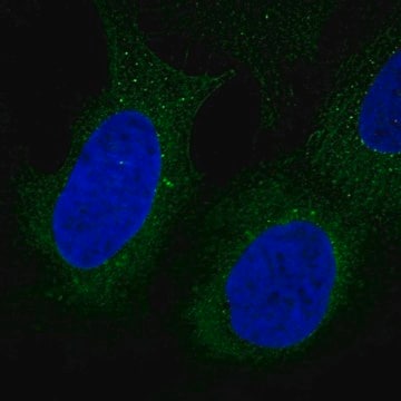 Anti-DIP2B antibody produced in rabbit Prestige Antibodies&#174; Powered by Atlas Antibodies, affinity isolated antibody