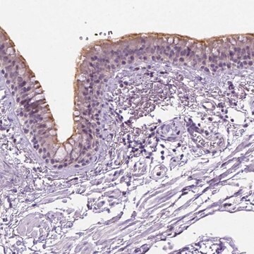 Anti-MMP27 antibody produced in rabbit Prestige Antibodies&#174; Powered by Atlas Antibodies, affinity isolated antibody, buffered aqueous glycerol solution