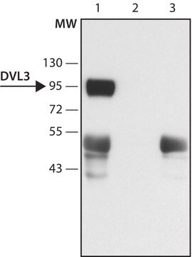 Anti-DVL3 (N-terminal) antibody produced in rabbit ~1.5&#160;mg/mL, affinity isolated antibody, buffered aqueous solution