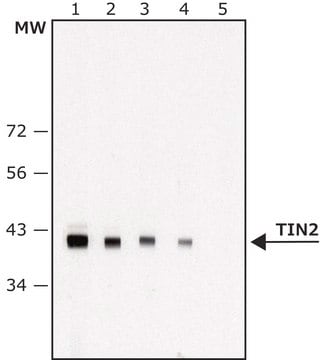 73177 | Sigma-Aldrich