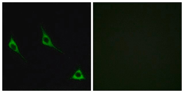 Anti-OR51A7 antibody produced in rabbit affinity isolated antibody