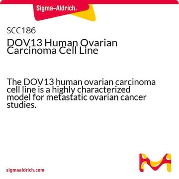 DOV13 Human Ovarian Carcinoma Cell Line The DOV13 human ovarian carcinoma cell line is a highly characterized model for metastatic ovarian cancer studies.