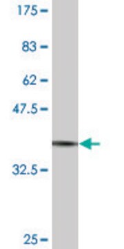 Monoclonal Anti-BOLL antibody produced in mouse clone 2G4, purified immunoglobulin, buffered aqueous solution