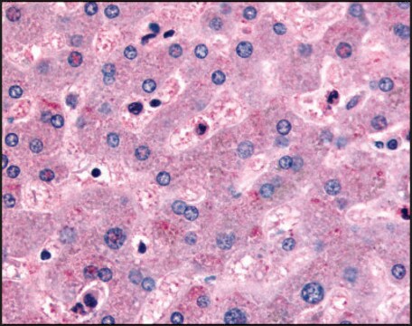 Anti-DPP9 (Internal) antibody produced in rabbit affinity isolated antibody, buffered aqueous solution