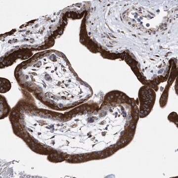 Anti-MED31 antibody produced in rabbit Prestige Antibodies&#174; Powered by Atlas Antibodies, affinity isolated antibody, buffered aqueous glycerol solution