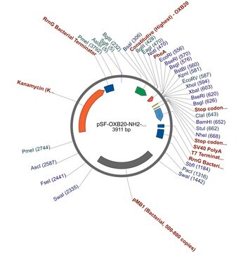 PSF-OXB20-NH2-PHOA - PHOA SECRETION PLASMID plasmid vector for molecular cloning