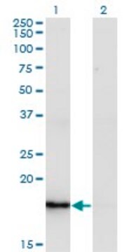 Monoclonal Anti-ZMAT4 antibody produced in mouse clone 2A4, purified immunoglobulin, buffered aqueous solution