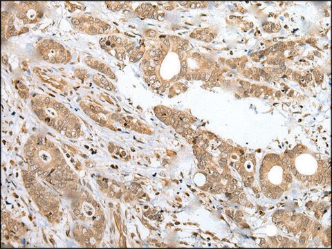 Anti-SPCS2 affinity isolated antibody