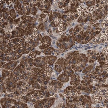 Anti-C17orf80 antibody produced in rabbit Prestige Antibodies&#174; Powered by Atlas Antibodies, affinity isolated antibody, buffered aqueous glycerol solution