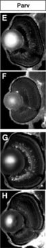 Monoclonal Anti-Parvalbumin antibody produced in mouse clone PARV-19, ascites fluid