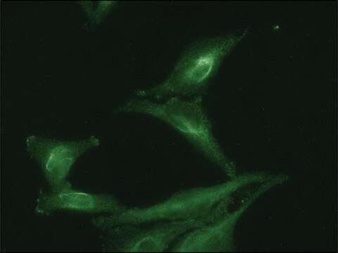 Monoclonal Anti-AHSA1 antibody produced in mouse clone 25F2.D9, 1&#160;mg/mL, purified immunoglobulin