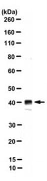 Anti-FIH Antibody, clone 162C