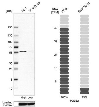 Anti-POLE2 antibody produced in rabbit affinity isolated antibody, buffered aqueous glycerol solution