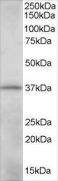 Anti-CRKL antibody produced in goat affinity isolated antibody, buffered aqueous solution